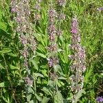 Stachys cretica Annet