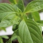 Ocimum americanum Лист
