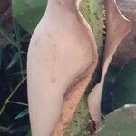 Monstera deliciosa Fruit