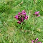 Pedicularis pyrenaica Kvet