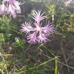 Dianthus superbus Çiçek