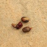 Pachylobus pubescens Frukto