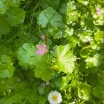 Geranium lucidum Blad