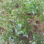 Thymus nitens Leaf