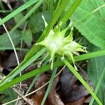 Carex intumescens ഫലം