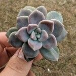 Graptopetalum superbumList