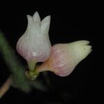 Dischidia immortalis Цветок