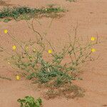 Launaea mucronata Habit