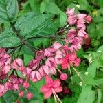 Clerodendrum thomsoniae 花