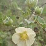 Abutilon grandiflorum 花