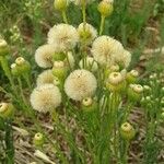 Conyza bonariensis 花