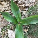 Drimia pancration Hoja