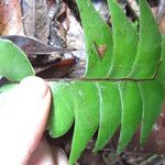 Lindsaea falcata Folha