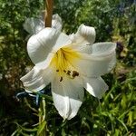 Lilium regale Floare