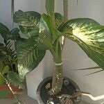 Dieffenbachia seguine Лист