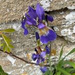 Iris sibirica പുഷ്പം