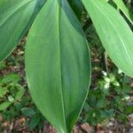 Tapeinochilos ananassae Leaf