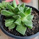 Faucaria bosscheana Hostoa