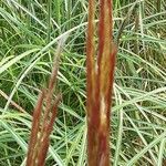 Miscanthus sinensis Fula