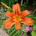 Hemerocallis fulvaFlower