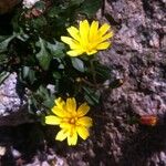 Hypochaeris robertia Otro