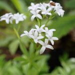 Galium odoratumFlower