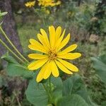 Silphium perfoliatumLorea