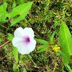 Ipomoea aquaticaLorea