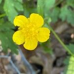 Ranunculus hispidus Flower