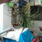 Tillandsia paucifolia 葉