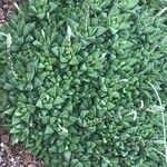 Haworthia mutica Hoja