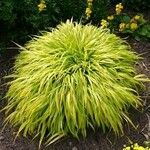 Hakonechloa macra Frunză