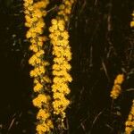 Solidago puberula Habit