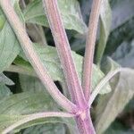 Monarda punctata Bark