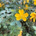 Senna pendula Blomst