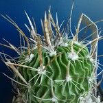 Stenocactus multicostatus Hábito