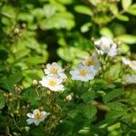 Rosa arvensis Хабит