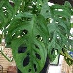 Monstera adansonii Φύλλο