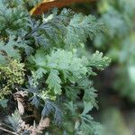 Hymenophyllum polyanthos Folla