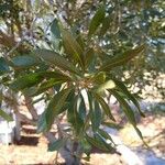 Morella cerifera Hoja