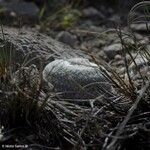 Epithelantha micromeris Blatt