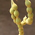 Erythrina abyssinica Fruit