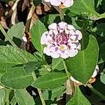 Phyla nodiflora Flower