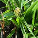 Cyperus metzii Leaf