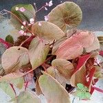 Begonia pavonina Levél