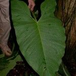 Syngonium schottianum Leaf