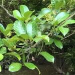 Viburnum odoratissimum Blad