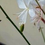 Oenothera lindheimeri 果実