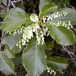 Elaeocarpus seringii 花