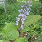 Plectranthus fruticosus Blüte